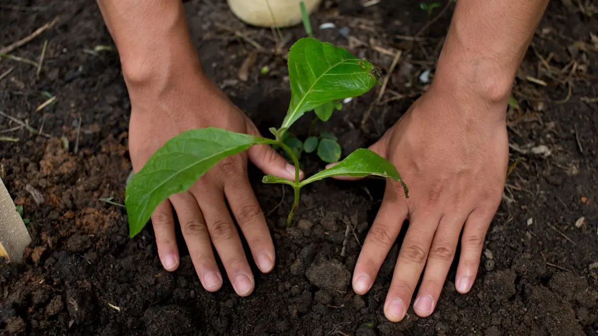 Plantation Drive